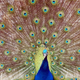 Illustration for article titled The long-running mystery of why birds seemingly change sex